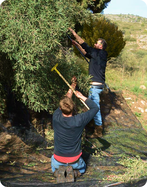 Proces van olijf oogst